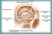 Anatomia das Pálpebras