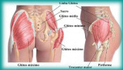 Anatomia dos glúteos